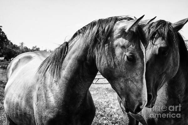 Wall Art - Photograph - Soul Mates by Toni Hopper