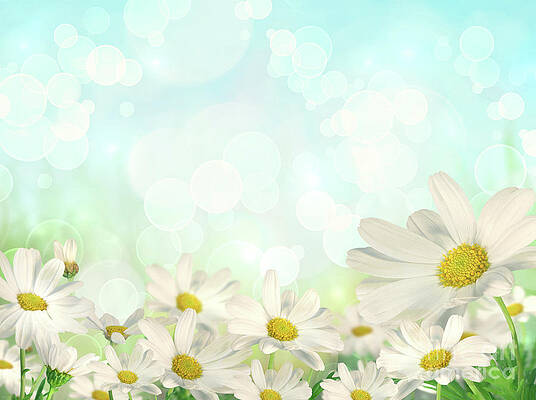 Wall Art - Photograph - Spring Background with daisies by Sandra Cunningham