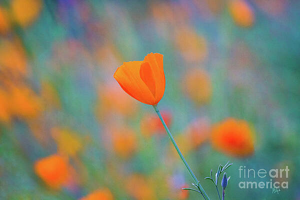 Wall Art - Photograph - Spring Poppy by Anthony Michael Bonafede
