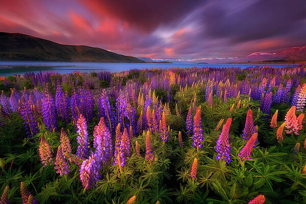 Wall Art - Photograph - Springtime Rush by Patrick Marson Ong