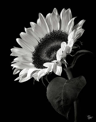 Wall Art - Photograph - Sunflower in Black and White by Endre Balogh