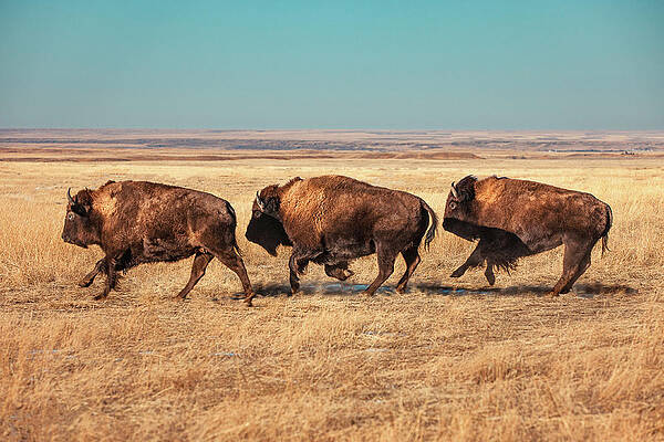 Wall Art - Photograph - Tatanka by Todd Klassy