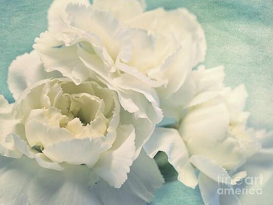 Wall Art - Photograph - Tenderly by Priska Wettstein