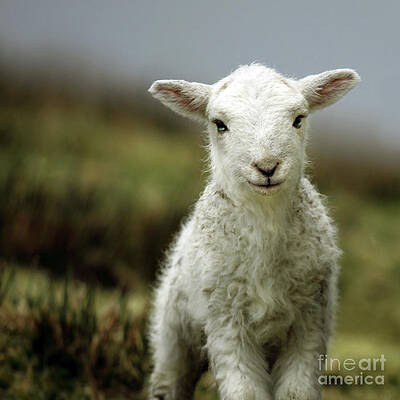 Wall Art - Photograph - The Lamb by Ang El