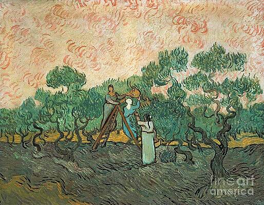 Wall Art - Painting - The Olive Pickers by Vincent van Gogh