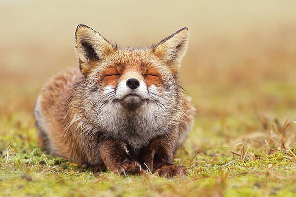 Wall Art - Photograph - The Smiling Fox by Roeselien Raimond