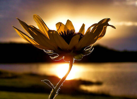 Wall Art - Photograph - Uplifting by Karen Scovill