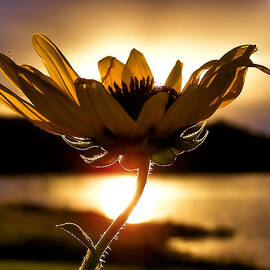 Flower Photographs