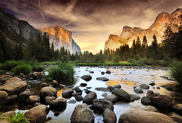 Nature Art for Sale