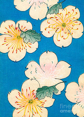 Wall Art - Painting - Vintage Japanese illustration of dogwood blossoms by Japanese School