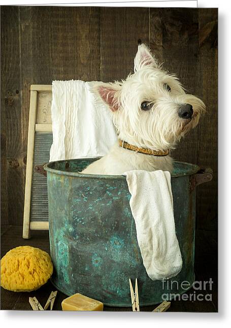 Wash Day Greeting Card