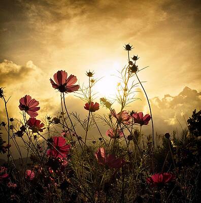 Wall Art - Photograph - Watching the Sun by Christian Marcel
