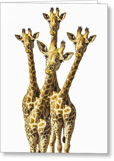 What Are You Looking At? Greeting Card