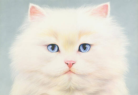 Wall Art - Photograph - White Persian by MGL Licensing