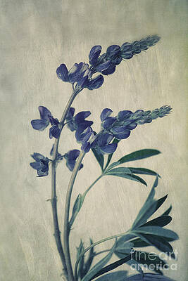 Wall Art - Photograph - Wild Lupine by Priska Wettstein